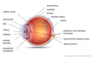 Anotomia Do Olho